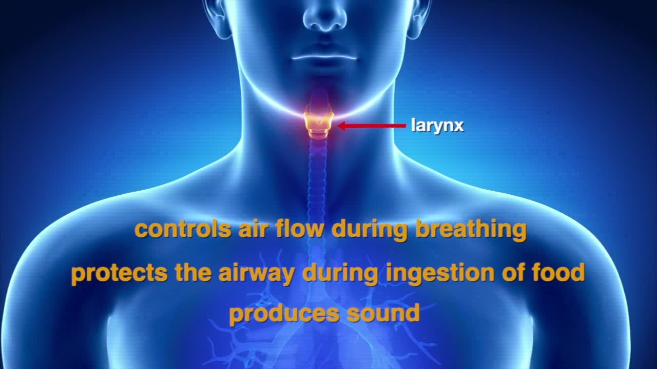 What is the Larynx?